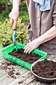 Sowing of potiron squashes in a seed tray