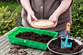 Sowing of potiron squashes in a seed tray