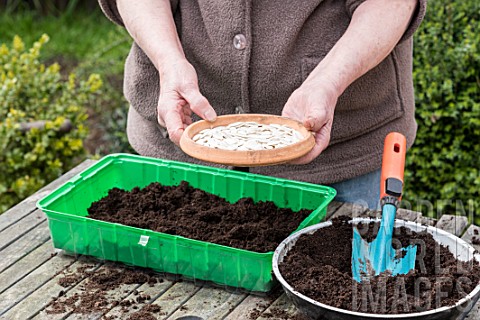 Sowing_of_potiron_squashes_in_a_seed_tray