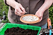 Sowing of potiron squashes in a seed tray