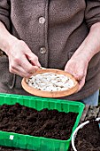 Sowing of potiron squashes in a seed tray