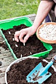 Sowing of potiron squashes in a seed tray