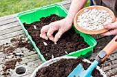 Sowing of potiron squashes in a seed tray