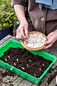 Sowing of potiron squashes in a seed tray