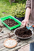 Sowing of potiron squashes in a seed tray