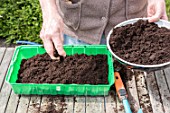 Sowing of potiron squashes in a seed tray
