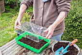 Sowing of potiron squashes in a seed tray