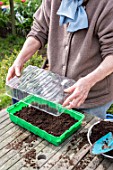 Sowing of potiron squashes in a seed tray