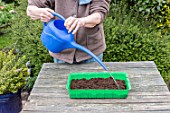 Sowing of potiron squashes in a seed tray