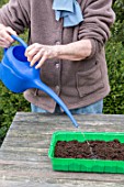 Sowing of potiron squashes in a seed tray