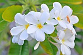 Plumeria alba, white plumeria in bloom