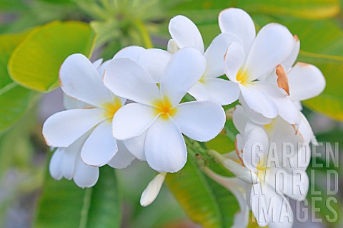 Plumeria_alba_white_plumeria_in_bloom