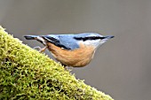 Sitta europaea (Nuthatch) on a mossy branch - France