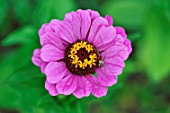 Harvestman spider on Zinnia flower