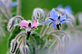 Borago officinalis (pink and blue borage flowers)