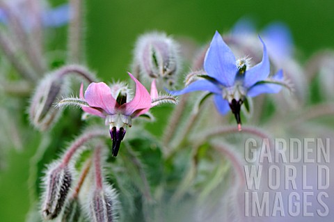 Borago_officinalis_pink_and_blue_borage_flowers