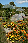 Umbrellas and Tagetes - Alsace France Wesserling Park