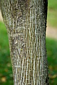 Acer davidii, trunk