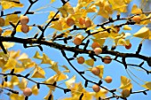 Ginkgo biloba , female fruits