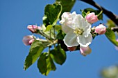 Apple Jacques Lebel in bloom in orchard