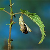 Small Tortoiseshell butterfly emerging from its chrysalis on nettle