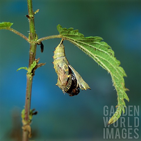 Small_Tortoiseshell_butterfly_emerging_from_its_chrysalis_on_nettle