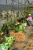 Many tomato plants in reused shopping bags