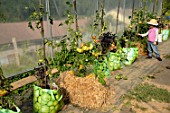 Many tomato plants in reused shopping bags