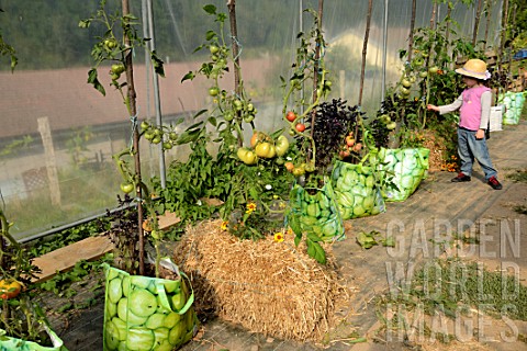 Many_tomato_plants_in_reused_shopping_bags