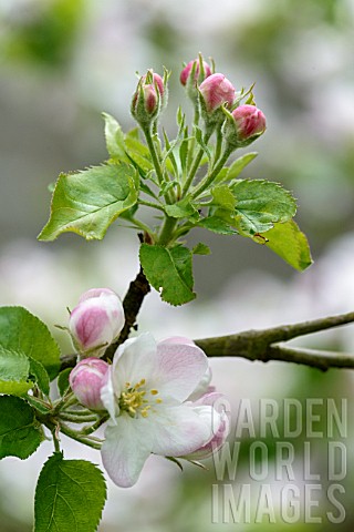Apple_tree_flowers_in_a_garden__France