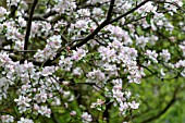 Apple tree in bloom in a garden - France