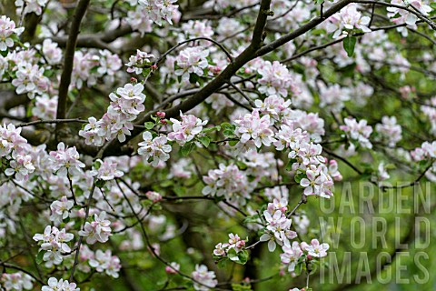Apple_tree_in_bloom_in_a_garden__France