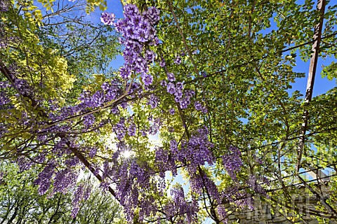 Wisteria_in_bloom__Luberon_France