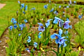 Meconopsis betonicifolia (Himalayan Blue poppies)