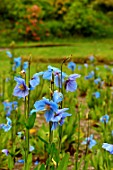 Meconopsis betonicifolia (Himalayan Blue poppies)