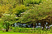 Meconopsis betonicifolia in woodland garden