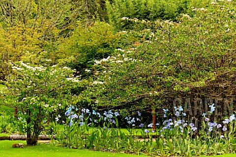 Meconopsis_betonicifolia_in_woodland_garden