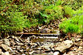 Water feature, stream at Crarae Garden garden, Scotland