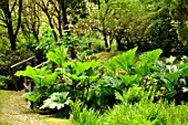 Gunnera brasiliensis in woodland garden