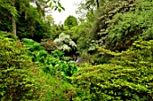 Crarae Garden garden, Scotland