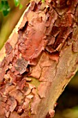 Rhododendron falconeri bark