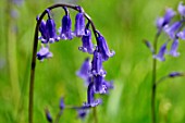 Hyacinthoides non scripta (bluebells) in Scotland