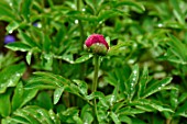 Paeonia humilis var. villosa, bud in the rain - France