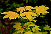 Acer pseudoplatanus Brillantissimum