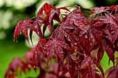 Acer palmatum, Japanese Maple leaves - France