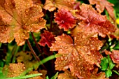 Heuchera Caramel in the rain - France