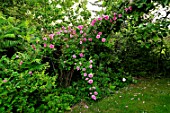 Rosa Gertrude Jekyll - Garden Cottons France