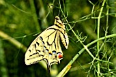 Swallowtail on Fennel - France