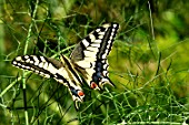 Swallowtail on Fennel - France