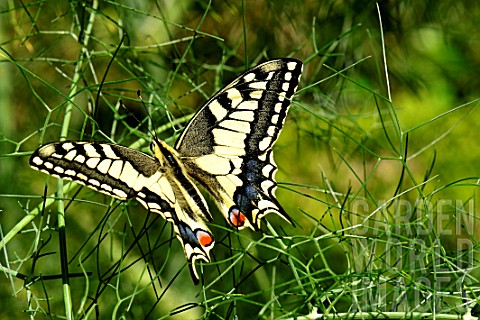 Swallowtail_on_Fennel__France